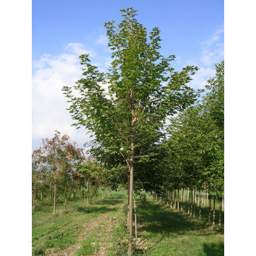 ACER pseudoplatanus