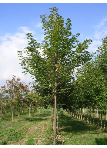 ACER pseudoplatanus