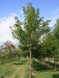 ACER pseudoplatanus