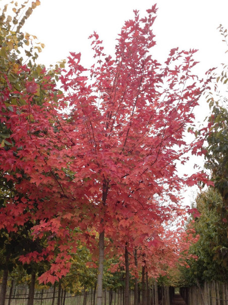 Acer Rouge Acer rubrum | Érable rouge majestueux et rustique – Plantes & Nature
