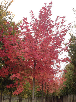 erable-rouge-acer-rubrum-1.jpg