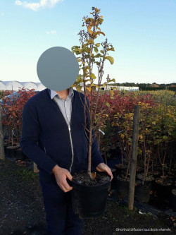 AMELANCHIER alnifolia OBELISK En pot de 10-12 litres buisson hauteur 060-080 cm