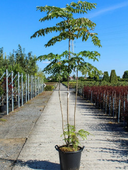ARALIA elata En pot de 35-50 litres buisson hauteur 150-175 cm