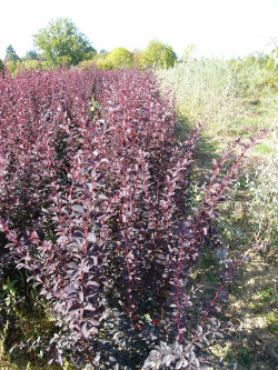BERBERIS ottawensis AURICOMA