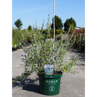 BUDDLEIA alternifolia En pot de 10-12 litres buisson hauteur 060-080 cm