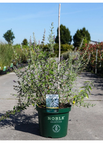BUDDLEIA alternifolia En pot de 10-12 litres buisson hauteur 060-080 cm