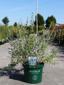 BUDDLEIA alternifolia En pot de 10-12 litres buisson hauteur 060-080 cm