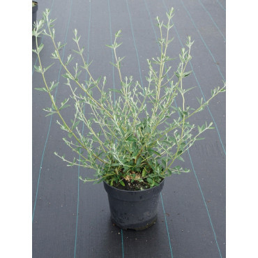 BUDDLEIA alternifolia En pot de 4-5 litres buisson hauteur 040-060 cm