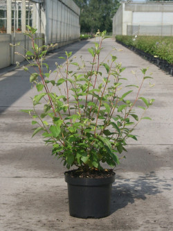 ceanothe-gloire-de-versailles-ceanothus-delilianus-gloire-de-versailles-3.jpg