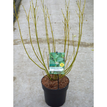 CORNUS sericea FLAVIRAMEA En pot de 4-5 litres