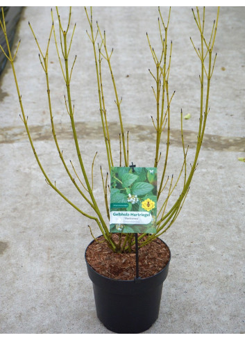 CORNUS sericea FLAVIRAMEA En pot de 4-5 litres