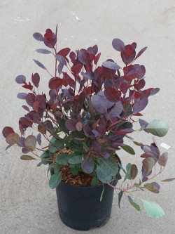 arbre-a-perruques-lilla-cotinus-coggygria-lilla-4.jpg