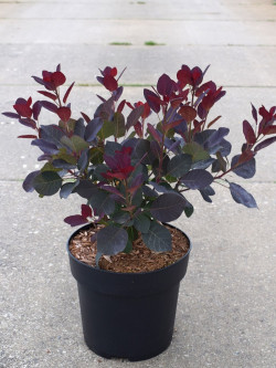 COTINUS coggygria ROYAL PURPLE En pot de 4-5 litres buisson hauteur 040-050 cm