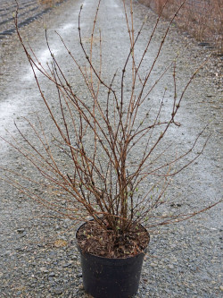 DEUTZIA hybrida MONT ROSE En pot de 10-12 litres buisson hauteur 080-100 cm