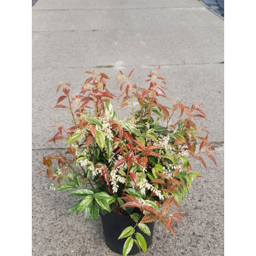 LEUCOTHOE fontanesiana RAINBOW En pot de 7-10 litres