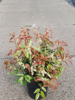 LEUCOTHOE fontanesiana RAINBOW En pot de 7-10 litres