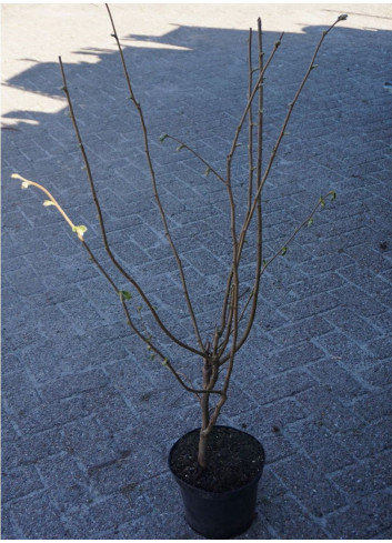 CORYLUS avellana En pot de 4-5 litres