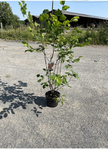 CORYLUS avellana En pot de 10-12 litres