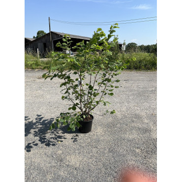 CORYLUS avellana En pot de 15-20 litres