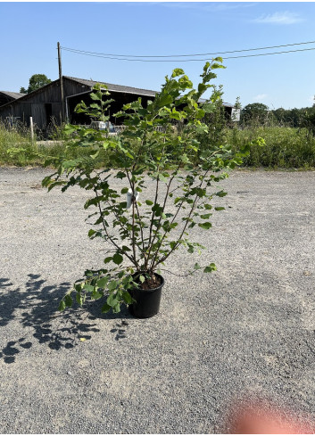 CORYLUS avellana En pot de 15-20 litres