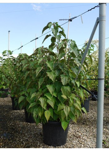 CLERODENDRUM trichotomum En pot de 25-30 litres