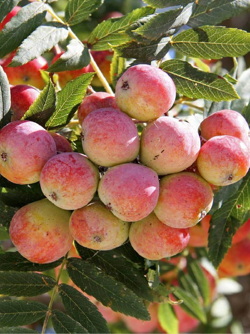 CORMIER ou SORBIER DOMESTIQUE