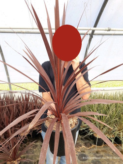 CORDYLINE australis RED STAR En pot de 4-5 litres buisson