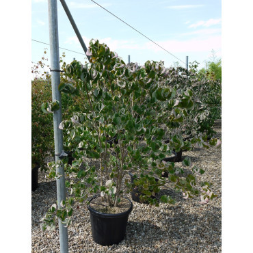 CORNUS florida RUBRA En pot de 25-30 litres