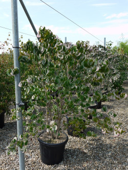 CORNUS florida RUBRA En pot de 35-50 litres buisson hauteur 125-150 cm