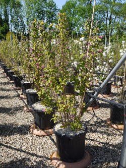 deutzia-hybride-perle-rose-deutzia-hybrida-perle-rose-4.jpg