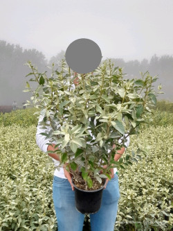 ELAEAGNUS commutata ZEMPIN En pot de 4-5 litres buisson hauteur 040-060 cm