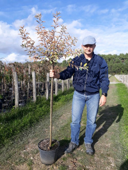 EXOCHORDA macrantha THE BRIDE En pot de 10-12 litres tige hauteur du tronc 90-110 cm