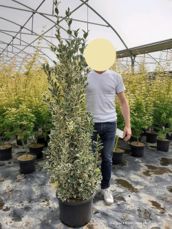 EUONYMUS japonicus BRAVO En pot de 25-30 litres