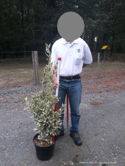 EUONYMUS japonicus BRAVO En pot de 10-12 litres