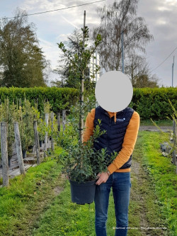 ILEX aquifolium ALASKA En pot de 7-10 litres