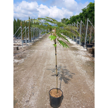 ALBIZIA julibrissin OMBRELLA En pot de 15-20 litres tige hauteur du tronc 090-110 cm