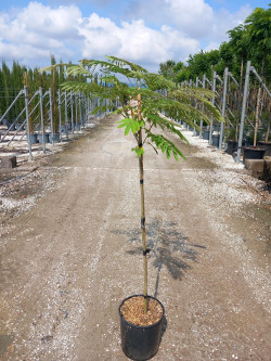 ALBIZIA julibrissin OMBRELLA En pot de 15-20 litres tige hauteur du tronc 090-110 cm