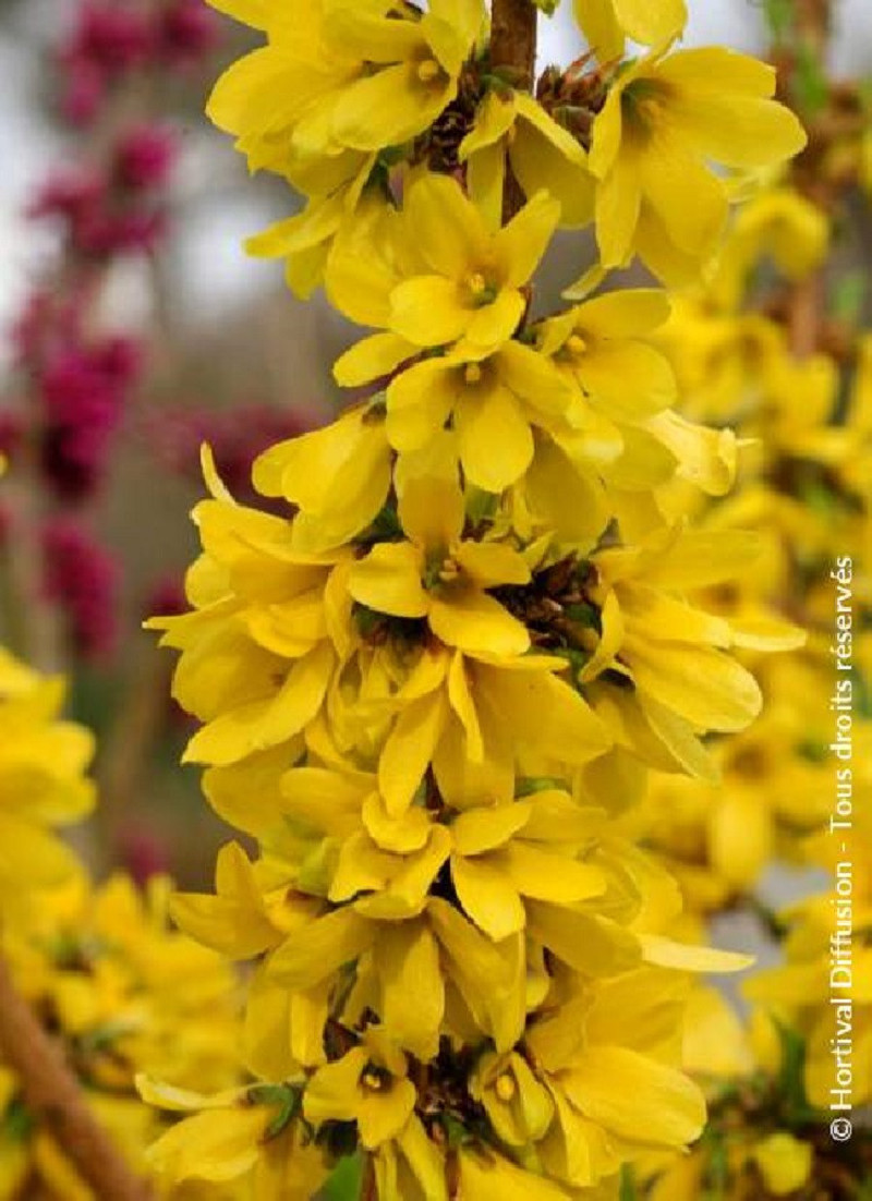 mimosa-de-paris-forsythia-mikador-forsythia-intermedia-mikador.jpg