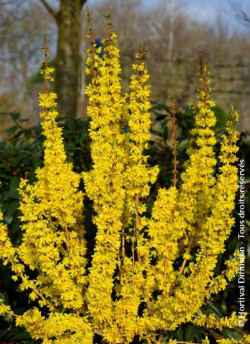 mimosa-de-paris-forsythia-mikador-forsythia-intermedia-mikador-1.jpg