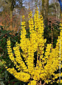 mimosa-de-paris-forsythia-mikador-forsythia-intermedia-mikador-2.jpg