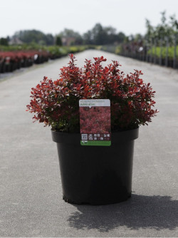 BERBERIS thunbergii ADMIRATION En pot de 10-12 litres buisson diamètre 030-040 cm