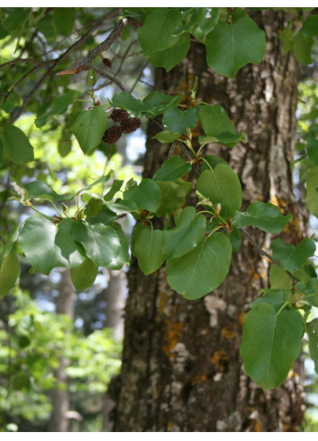 ALNUS cordata