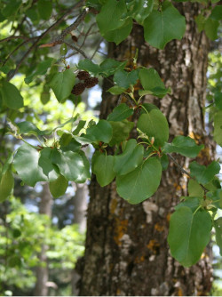 ALNUS cordata