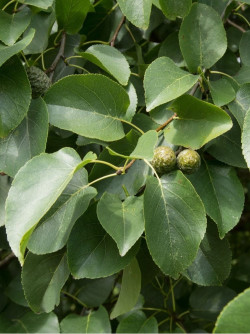 ALNUS cordata
