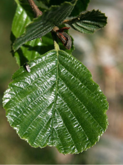 ALNUS glutinosa