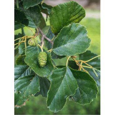 ALNUS glutinosa