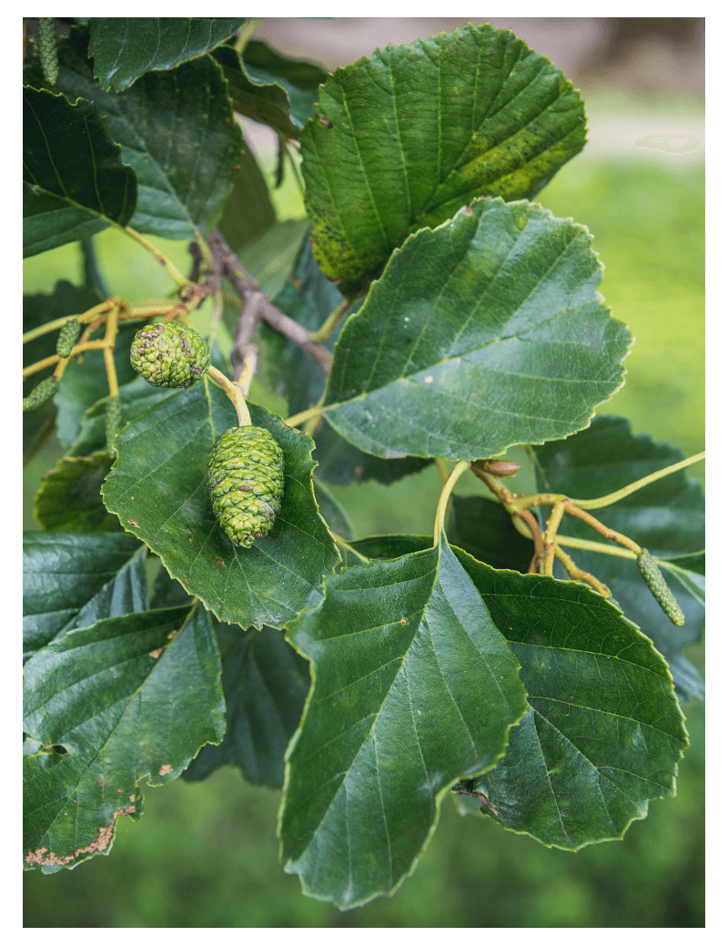 ALNUS glutinosa