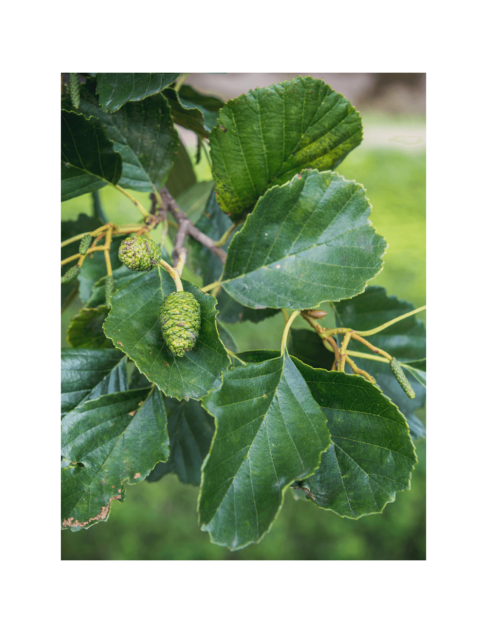 ALNUS glutinosa