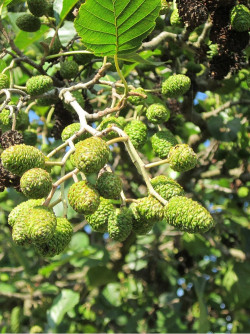 ALNUS glutinosa