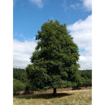 ALNUS glutinosa